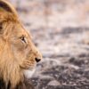 animal, lion, mammal-4683920.jpg