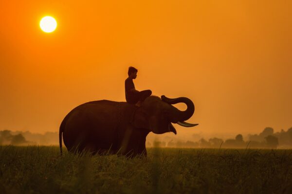 animals, asia, cambodia-1782436.jpg