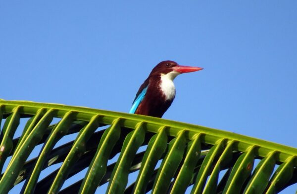 bird, kingfisher, white-throated kingfisher-3911351.jpg
