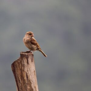 birds, sparrow, mangalore-3458589.jpg