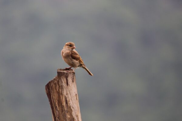 birds, sparrow, mangalore-3458589.jpg