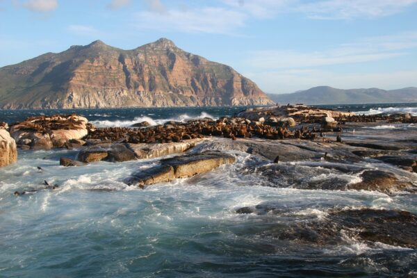 duiker island, south africa, cape-2076042.jpg