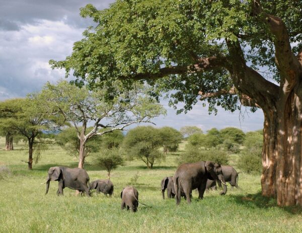 elephant, elephants, tanzania-289134.jpg