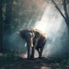 elephant, trunk, tusks-1822636.jpg