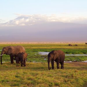 elephants, africa, safari-4275741.jpg