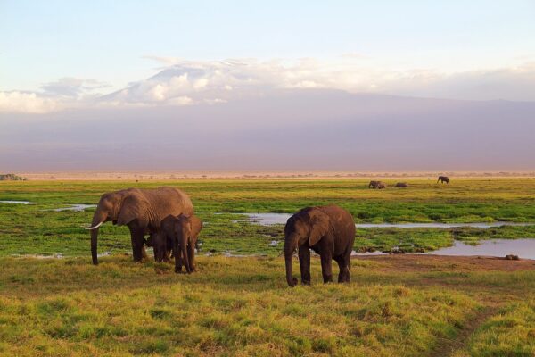 elephants, africa, safari-4275741.jpg