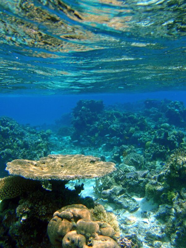 fiji, reef, coral-616070.jpg