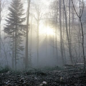 forest, fog, sun-1929953.jpg
