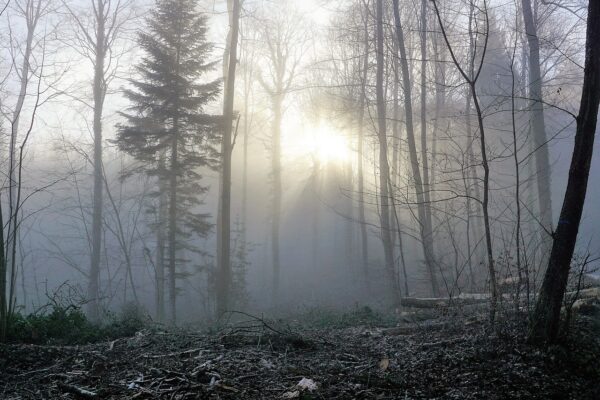 forest, fog, sun-1929953.jpg