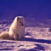 fox, arctic, animal-1758183.jpg