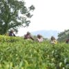 garden, tea worker, meghalaya-3853777.jpg