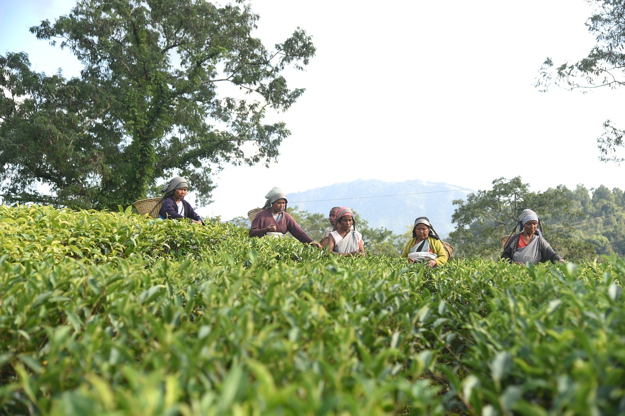 garden, tea worker, meghalaya-3853777.jpg