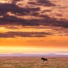 grassland, hills, wildlife-7319829.jpg