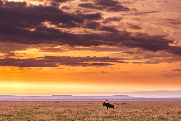 grassland, hills, wildlife-7319829.jpg