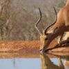 impala, africa, nature-5232026.jpg