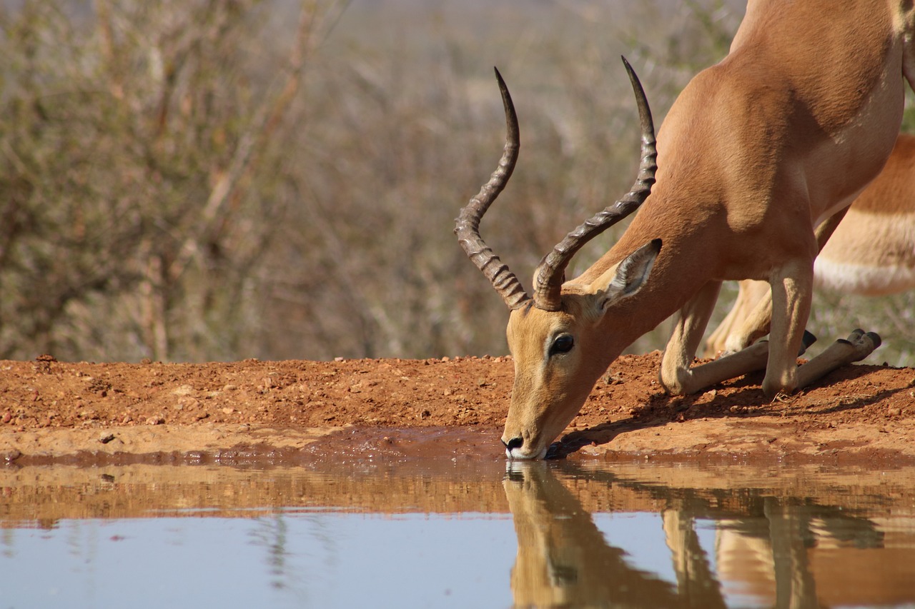 impala, africa, nature-5232026.jpg