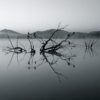 lake, branches, silhouettes-375609.jpg