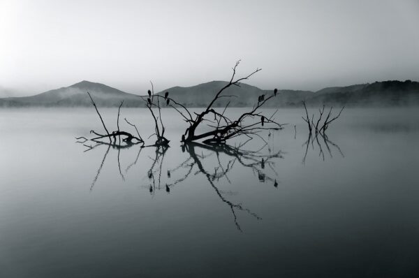 lake, branches, silhouettes-375609.jpg