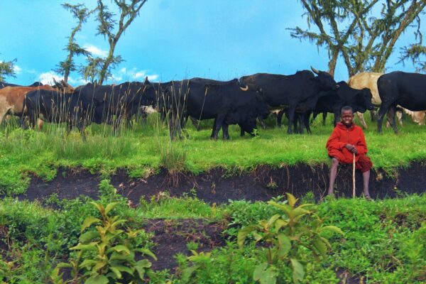 masai, cattle, ngorongoro-5251363.jpg