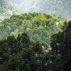 mountains, forest, trees-6574828.jpg