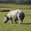 rhinoceros, rhino, calf-6885398.jpg