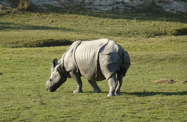 rhinoceros, rhino, calf-6885398.jpg