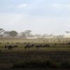 safari, kenya, africa-1029079.jpg