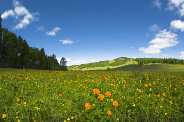 spring, flowers, meadow-2158357.jpg