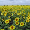 sunflower fields, flowers, karnataka-204183.jpg