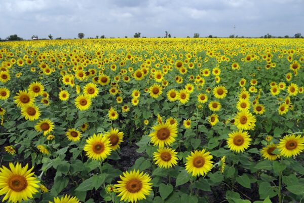 sunflower fields, flowers, karnataka-204183.jpg