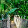 suspension bridge, rainforest, amazon-959853.jpg