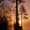 swamp, trees, sunset-86611.jpg