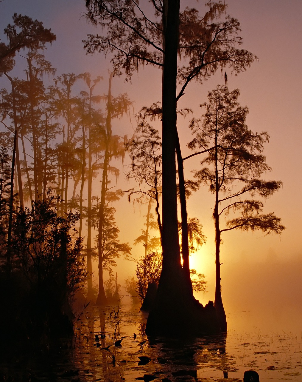 swamp, trees, sunset-86611.jpg