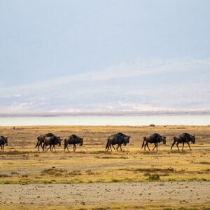 tanzania, wildebeests, wildebeest migration-7435163.jpg