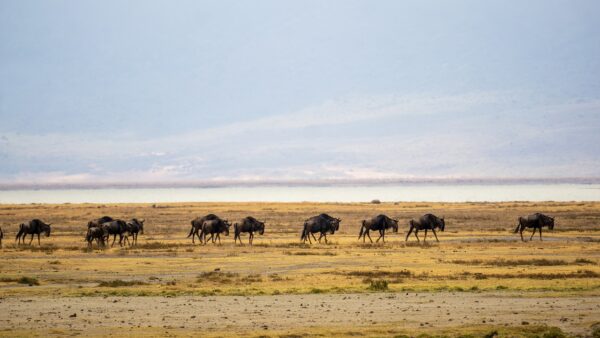 tanzania, wildebeests, wildebeest migration-7435163.jpg