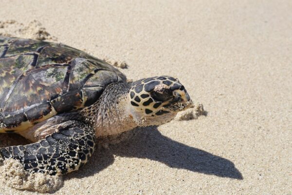 turtle, beach, sand-2980465.jpg