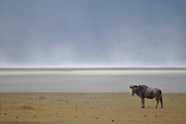 wildebeest, gnu, wild animal-2042715.jpg