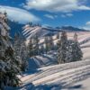 winter, nature, trees-4680713.jpg