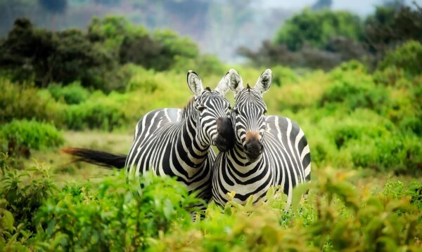 zebras, pair, couple-1883654.jpg