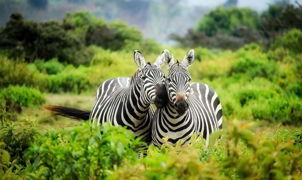 zebras, pair, couple-1883654.jpg