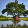 alleppey, backwaters, kerala-3170776.jpg