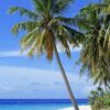 beach, palm trees, sea-2178747.jpg