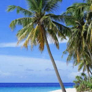 beach, palm trees, sea-2178747.jpg