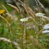 beautiful flowers, flower background, flower wallpaper-4260637.jpg