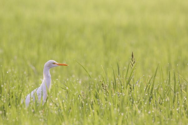 bird, mysore, india-1038318.jpg