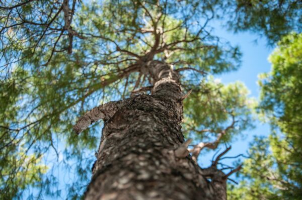 blue sky, palm, sky-5335509.jpg