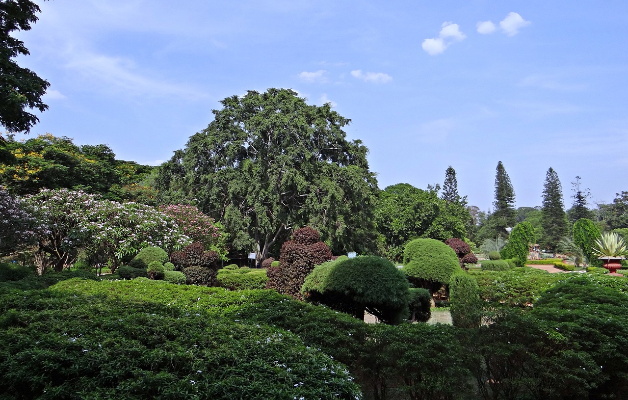 botanical garden, lal bagh, park-332535.jpg