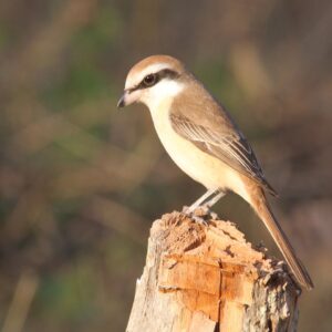 brown shrike, bird, avian-3955113.jpg