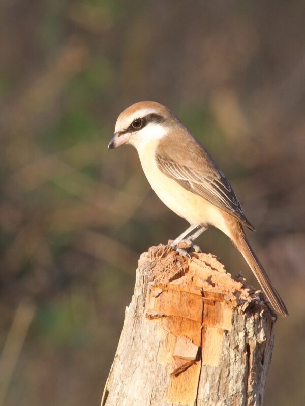 brown shrike, bird, avian-3955113.jpg