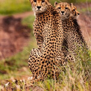 cheetahs, animals, safari-5689873.jpg